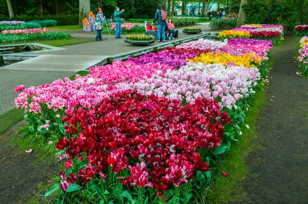 Keukenhof Holland - Mai 2014: Színes rózsaszín, piros és sárga tulipánok — Stock Fotó