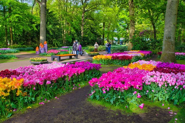 Keukenhof Holland - Mai 2014: Színes rózsaszín, piros és sárga tulipánok — Stock Fotó