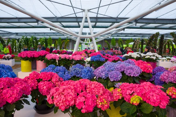 KEUKENHOF HOLLAND - MAI 2014: Flores de hortênsia rosa e roxa em vasos — Fotografia de Stock