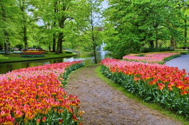 Sokak arasında renkli lale, Keukenhof Park, Hollanda'da Lisse