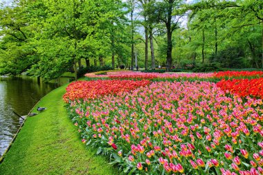 Pembe, kırmızı, beyaz, Sarı laleler Keukenhof Park, Lisse, Hollanda