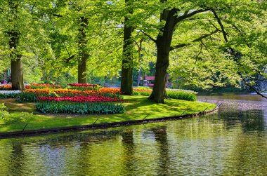 Keukenhof park, Lisse, Hollanda güzel beyaz Kuğu Gölü