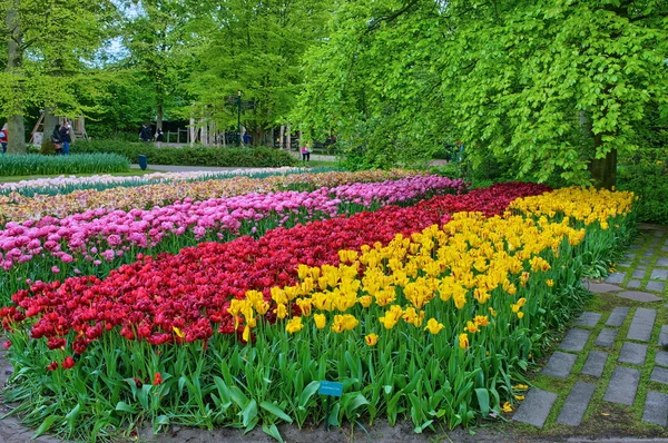 Pembe, kırmızı, beyaz, Sarı laleler Keukenhof Park, Lisse, Hollanda