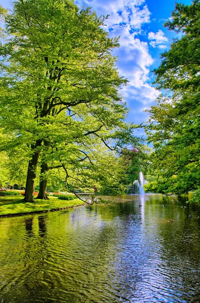 Järvi kauniita valkoisia joutsenia Keukenhof puistossa, Lisse, Hollanti — kuvapankkivalokuva