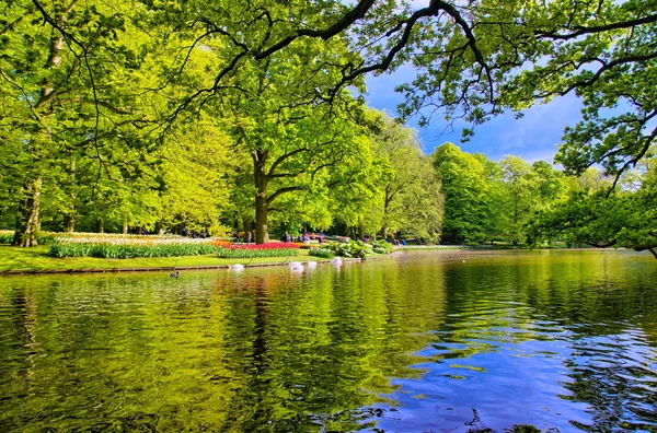 Jezioro piękne białe łabędzie w Holland park, Lisse, Keukenhof — Zdjęcie stockowe