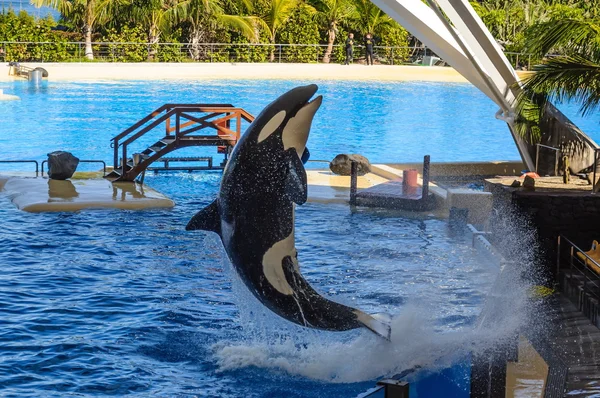 Ballena asesina, grampus, Orcinus orca saltando del agua en oc —  Fotos de Stock