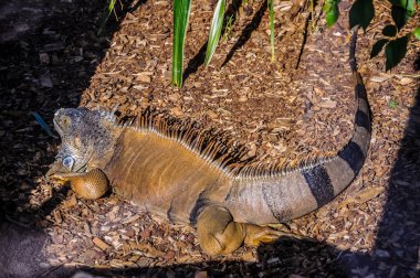 Loro Parque, Tenerife, Kanarya Adaları'nda Iguana.
