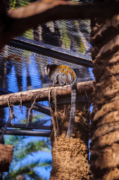 Titi, mono tamarín en Loro Parque, Tenerife, Islas Canarias. — Foto de Stock