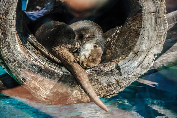 European Otter, Lutra lutra en Loro Parque, Tenerife, Islas Canarias — Foto de Stock