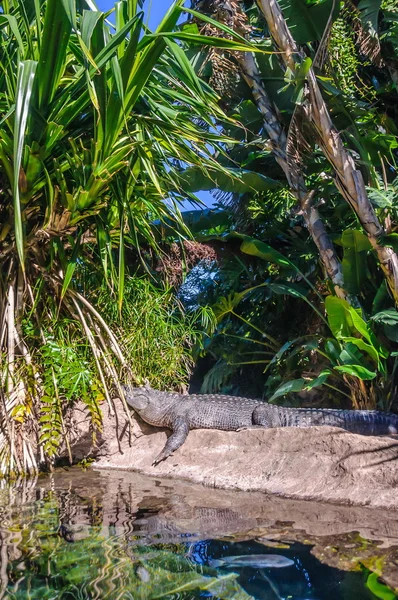 Amerikanischer Alligator im Loro Park, Teneriffa, Kanarische Inseln. — Stockfoto