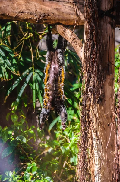 Titi, mono tamarín en Loro Parque, Tenerife, Islas Canarias. —  Fotos de Stock