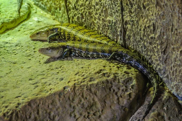 Закритий ящір у Лоро - Парку (Тенерифе, Канарські острови).. — стокове фото