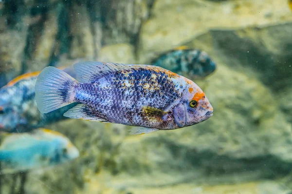 Silver fish underwater in Loro Parque, Tenerife, Canary Islands — Stock Photo, Image