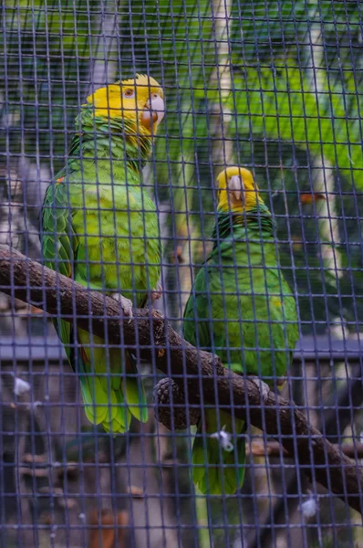 Žlutá korunován zelený papoušek Amazon v Puerto de la Cruz, Santa C — Stock fotografie