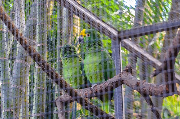 Yellow Crowned Green Amazon Parrot in Puerto de la Cruz, Santa C — Stock Photo, Image