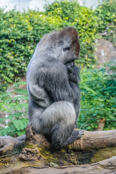 Retrato de un gorila de tierras bajas del oeste en Loro Parque, Tenerife , — Foto de Stock
