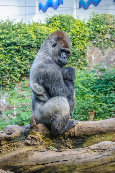 Retrato de un gorila de tierras bajas del oeste en Loro Parque, Tenerife , — Foto de Stock