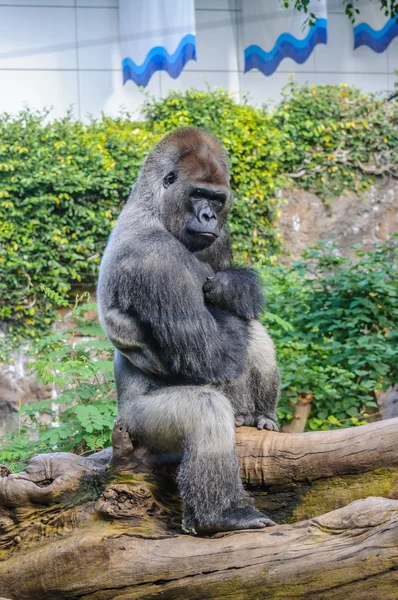 Retrato de un gorila de tierras bajas del oeste en Loro Parque, Tenerife , — Foto de Stock