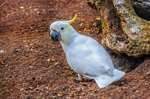 Cacatúa blanca de cresta de azufre, Cacatua galerita en Puerto de la —  Fotos de Stock