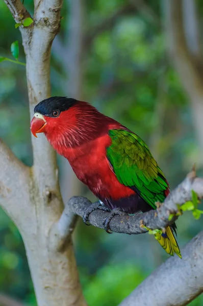 Perroquet lumineux vert rouge à Puerto de la Cruz — Photo