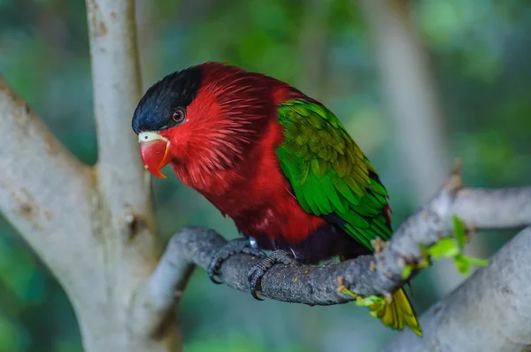 Perroquet lumineux vert rouge à Puerto de la Cruz — Photo