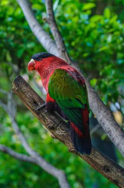 Loro rojo verde brillante en Puerto de la Cruz —  Fotos de Stock