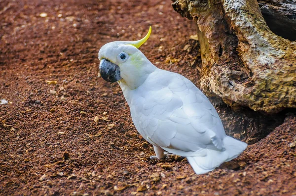 Cockatoo bianco con cresta di zolfo, Cacatua galerita a Puerto de la Immagini Stock Royalty Free