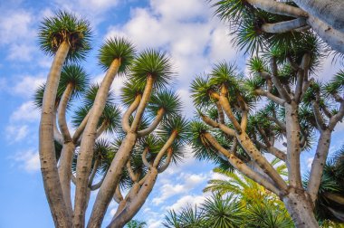 Dragon ağaçlar, Kanarya Adaları, İspanya dağlarında Dracaena