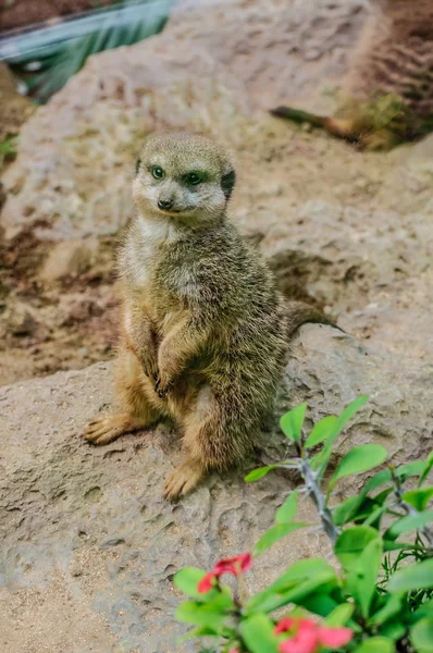 Suricate a Loro Parque, Tenerife, Isole Canarie . — Foto Stock