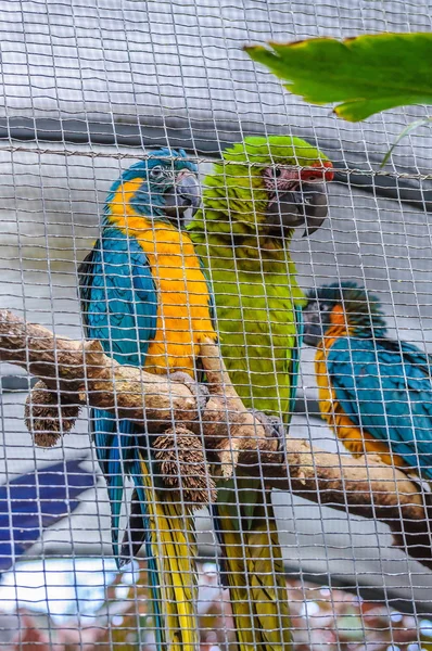 Blue-and-yellow and green Macaw, Ara ararauna in Puerto de la Cr — Stock Photo, Image