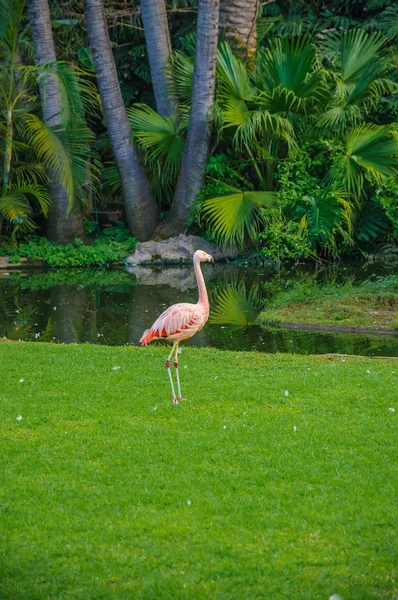 Loro Parque, Tenerife, Kanarya Adaları'nda pembe flamingo. — Stok fotoğraf