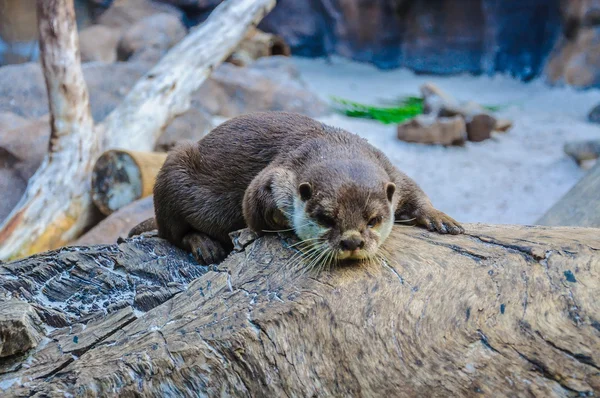 Европейский выдра, Lutra lutra в Loro Parque, Тенерифе, Канарские Isl — стоковое фото