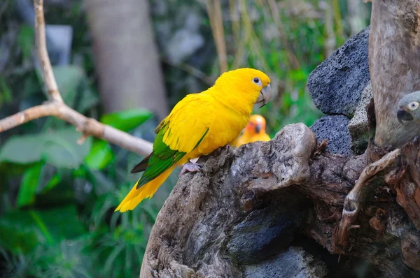 Pestré žluté papoušek, slunce Conure Aratinga solstitialis, legitimace — Stock fotografie