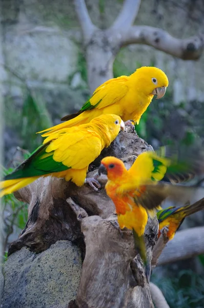 Pestré žluté papoušek, slunce Conure Aratinga solstitialis, legitimace — Stock fotografie