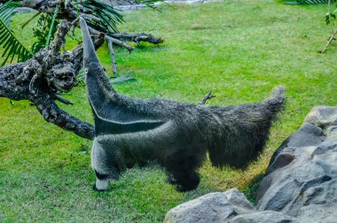 Karınca yiyen Loro Parque, Tenerife, Kanarya Adaları'nda.