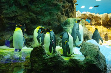 Büyük Kral penguenler Loro Parque, Tenerife, Kanarya Adaları'nda.