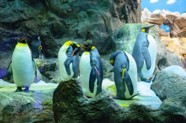 Büyük Kral penguenler Loro Parque, Tenerife, Kanarya Adaları'nda.