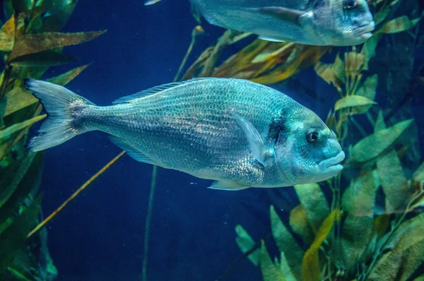 Srebro ryb pod wodą w Loro Parque, Teneryfa, Wyspy Kanaryjskie — Zdjęcie stockowe