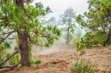 Kanarya pines, pinus canariensis Corona Forestal doğada 