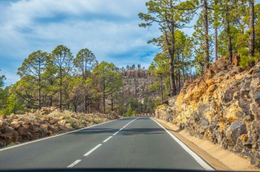 Corona Forestal doğa parkı, Te Kanarya pines yolda
