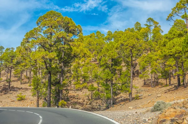 Road along the canarian pines in Corona Forestal Nature Park, Te — Stock Photo, Image