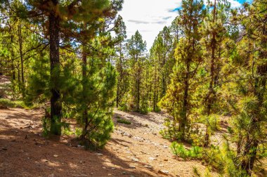 Kanarya pines, pinus canariensis Corona Forestal doğada 