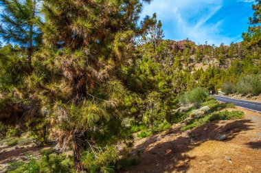 Kanarya pines, pinus canariensis Corona Forestal doğada 