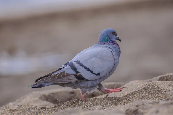 Gray dove walking on the beach