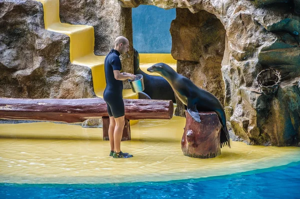 TENERIFE, ESPAÑA - DIC 2012: Sello de piel para hombre en Loro Parque el 6 de diciembre de 2012 — Foto de Stock