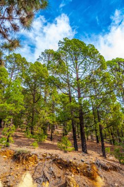 Kanarya pines, pinus canariensis Corona Forestal doğada 