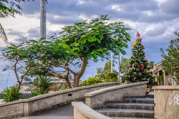 Árvores e árvores de Natal em Tenerife, Espanha — Fotografia de Stock