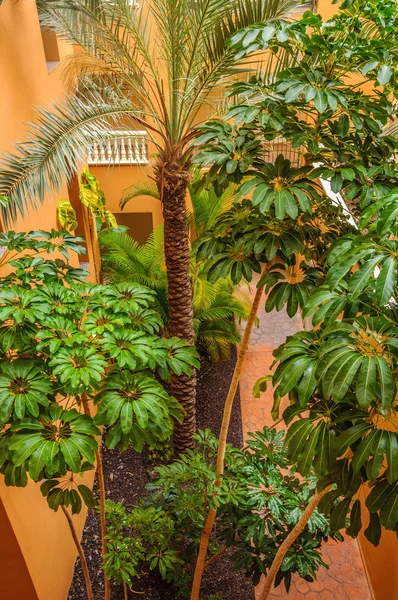 棕榈树和树在西班牙特内里费岛，酒店庭院 — 图库照片