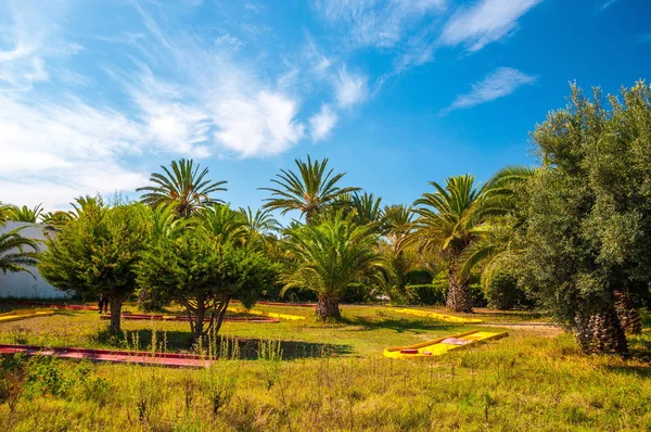 Datlové palmy s modré jasno v Tunisko Hammamet — Stock fotografie