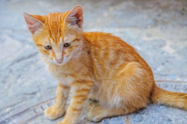 Hammamet Tunus de Ginger sevimli kedi